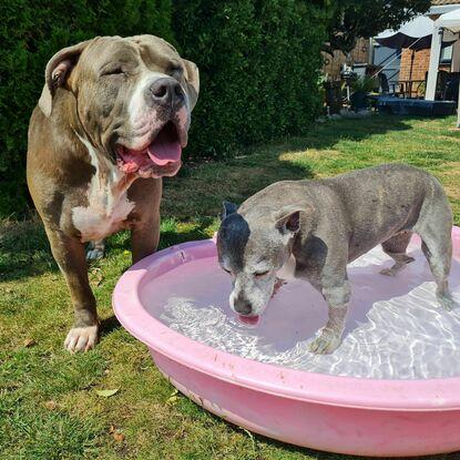 Garden play with your dogs to keep them active and cool in the hot sun