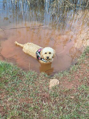 Exploring the area, nothing will keep bailey out of the water!