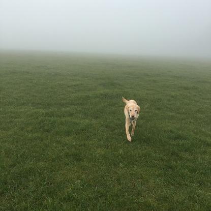 No amount of fog will stop our walks...but it may cause us to get lost! :P
