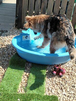 My dog loves the puppy pool