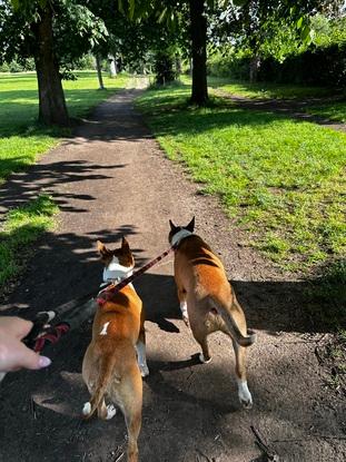 Summer walks for these bull terriers