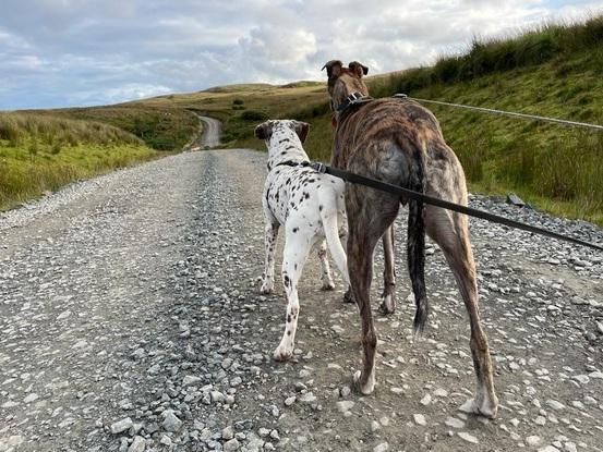 My family rescue dogs: Dalmatian/pointer and retired greyhound