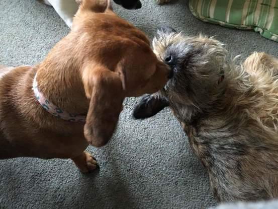 Doggy kiss