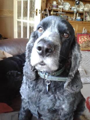 Ralph our much loved and much missed 11 year old cocker who sadly died in June 2016