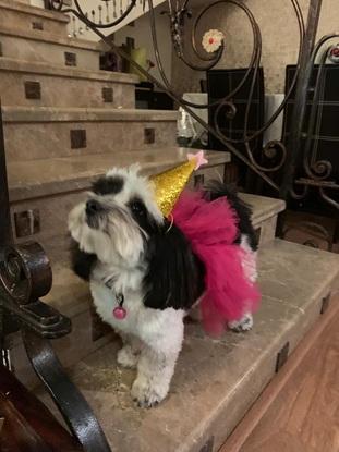 my dog on her birthday